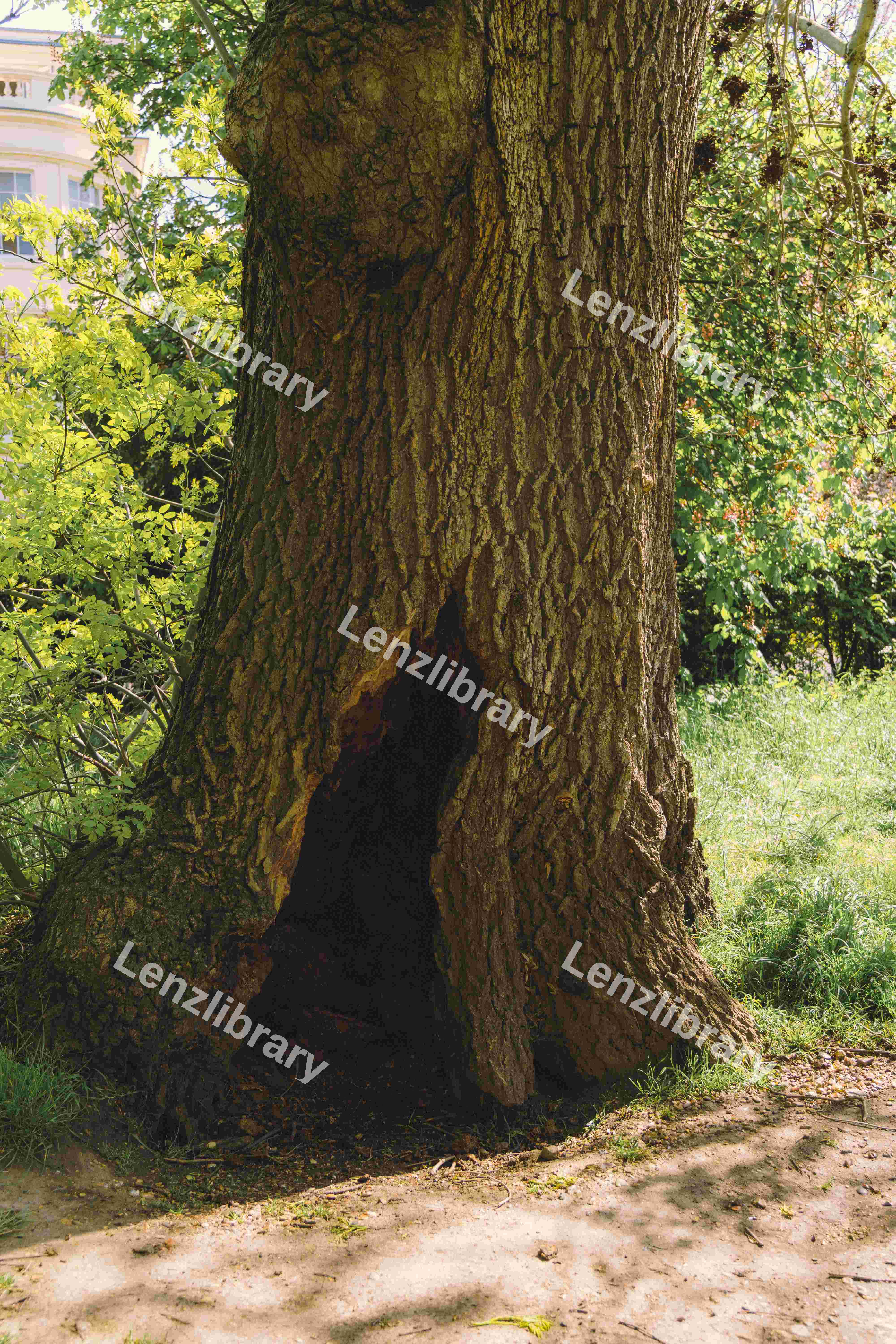 Tree With A Hole